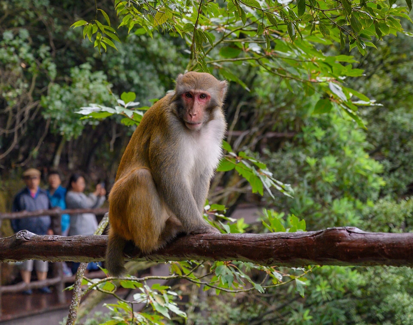 Rhesus macaque sitting on a wooden railing in Zhangjiajie National Forest Park